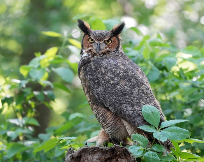 WIldlife\n\nGreat Horned Owl, Magee Marsh