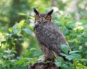 WIldlife\n\nGreat Horned Owl, Magee Marsh