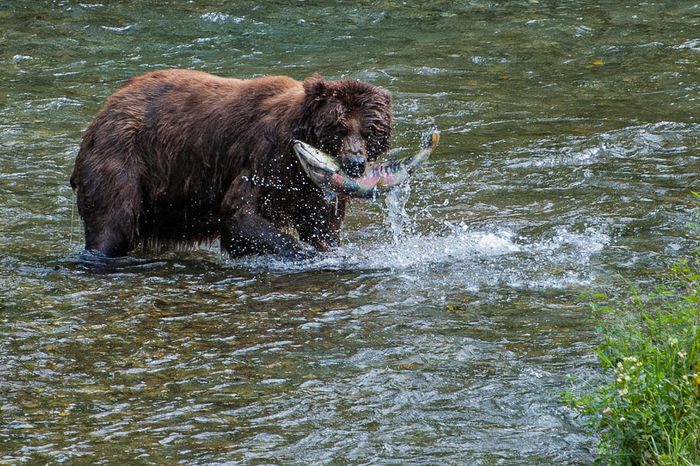 Wildlife\n\nSalmon for DInner, Fish Crrek, Hyder AK