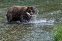 Wildlife\n\nSalmon for DInner, Fish Crrek, Hyder AK