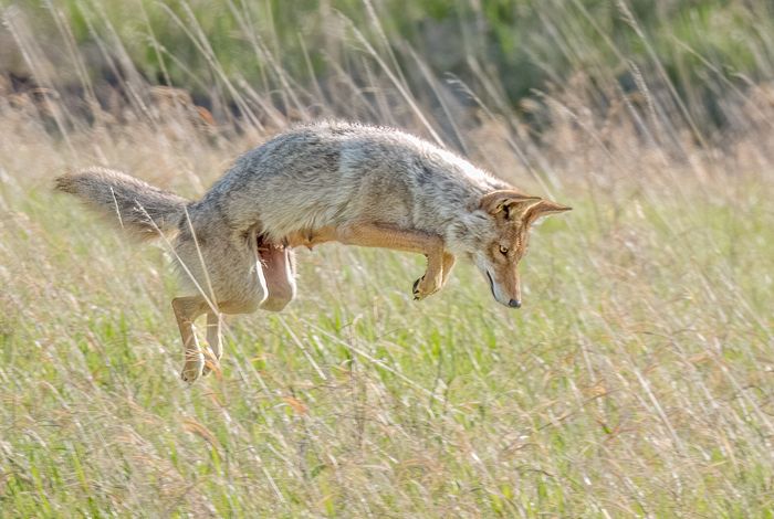 Wildlife\n\nThe Hunt. Custer SP, SD