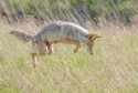 Wildlife\n\nThe Hunt. Custer SP, SD