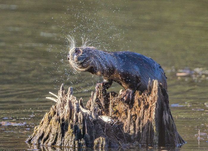 Wildlife\n\nRiver Otter SPin Dry, CVNP