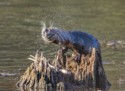 Wildlife\n\nRiver Otter SPin Dry, CVNP