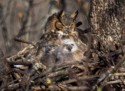 Wildlive\n\nFront Row Seats - Rocky River Reservation