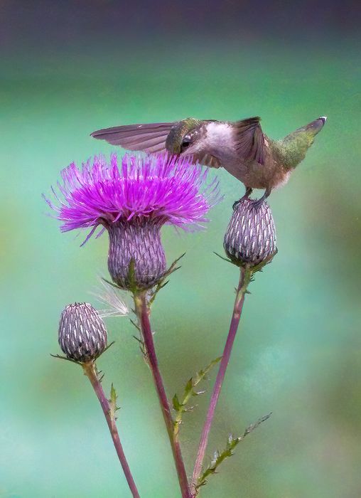 Wildlife\n\nPerfect Perch,  Brecksville Nature Center