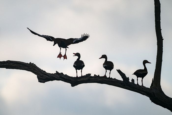 Wildlife\n\nBlack Bellied Whistling Ducks, Acthafalaya National Wildlife Refuge