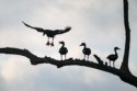 Wildlife\n\nBlack Bellied Whistling Ducks, Acthafalaya National Wildlife Refuge