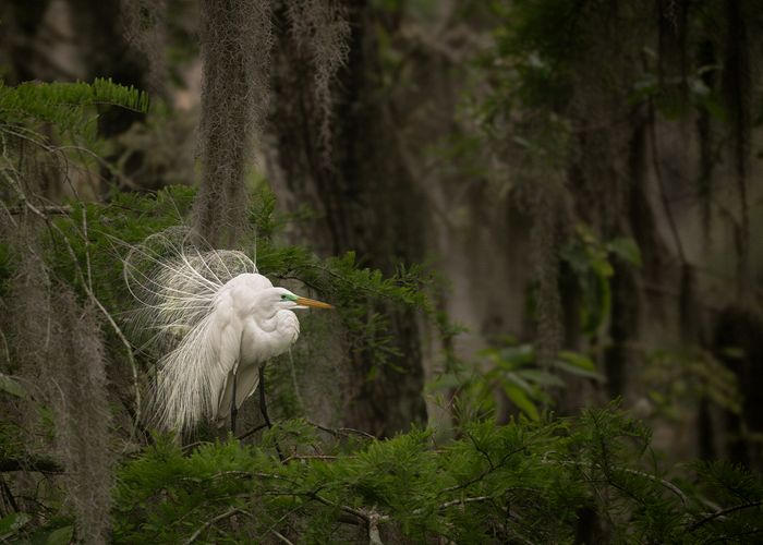 Wildlife\n\nOn Display, Acthafalaya National Wildlife Refuge