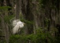 Wildlife\n\nOn Display, Acthafalaya National Wildlife Refuge