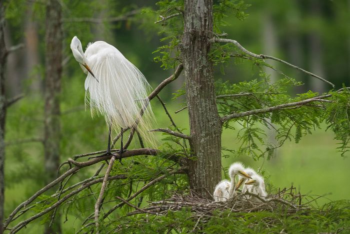 Wildlife\n\nPreening Great Egret, Acthafalaya National Wildlife Refuge