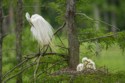 Wildlife\n\nPreening Great Egret, Acthafalaya National Wildlife Refuge