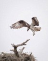 Wildlife\n\nOsprey, Acthafalaya National Wildlife Refuge