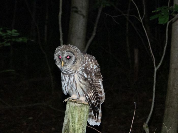 Wildlife\n\nNight Owl, Lester Rail Trail