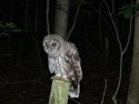 Wildlife\n\nNight Owl, Lester Rail Trail