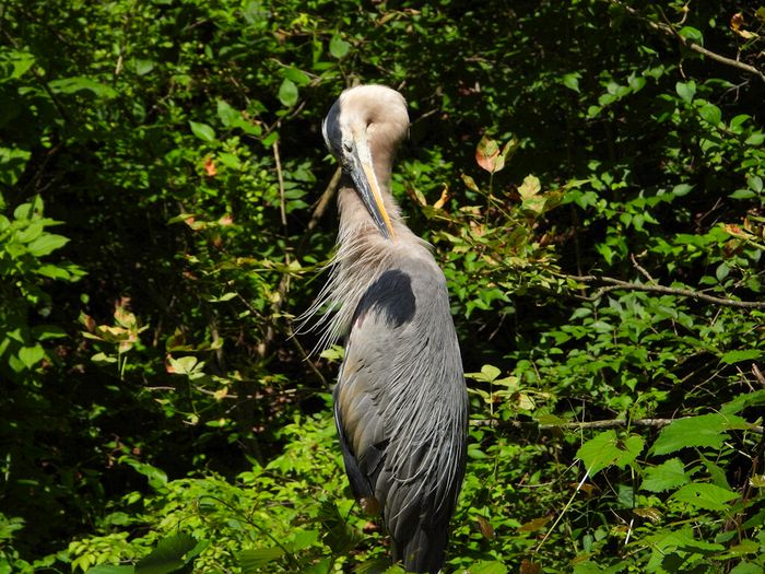 Wildlife\n\nSunheron, Beaver Marsh