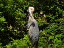 Wildlife\n\nSunheron, Beaver Marsh