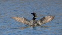 Wildlife\n\nBig Stretch, Liberty Park, TInker's Creek Area