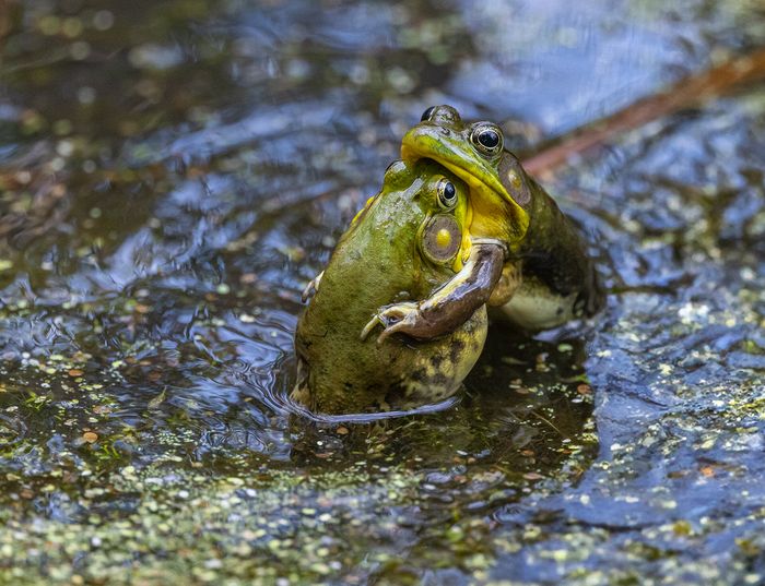 Wildlife\n\nFrog Love Nurth Chagrin Reservation