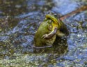 Wildlife\n\nFrog Love Nurth Chagrin Reservation