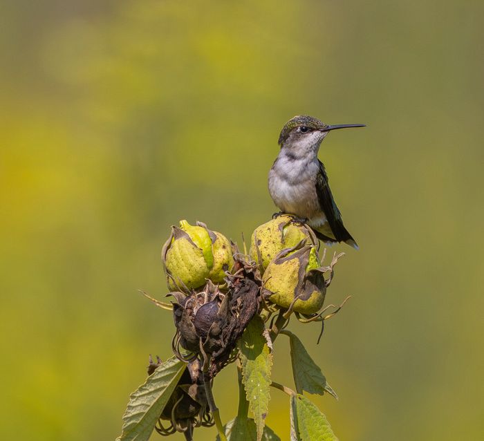 Wildlife\n\nCenter piece, Bracksville