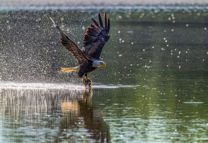 Wildlife\n\nBald Eagle Catching Fish, Sandy Ridge Reservation