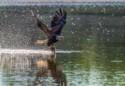 Wildlife\n\nBald Eagle Catching Fish, Sandy Ridge Reservation