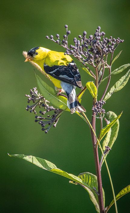 American Goldfinch on Ironweed - Kendall Hills