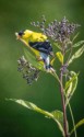 American Goldfinch on Ironweed - Kendall Hills