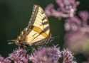 Eastern Tiger Swallowtail on Joe Pye Weed - Little Meadow