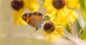 Pearl Crescent on Purplehead Sneezeweed - Little Meadow