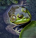 Bullfrog\n\n1st Place - Animals & Insects