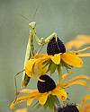 Mantis on Black-Eyed Susan\n\nHonorable Mention - Animals & Insects