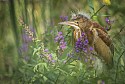 Least Bittern\n\nNonorable Mention - Animals & Insects