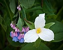 Trillium Bluebells and larvae\n\nHonorable Mention - Plants & Flowers
