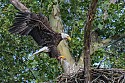 Eagle Returns to Nest\n\nAnimals & Insects