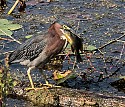 Green Heron Eating \n\nAnimals & Insects