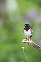 Eastern Towhee\n\nAnimals & Insects