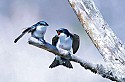 Swallows\n\nAnimals & Insects