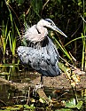 Twisted Blue Heron\n\nAnimals & Insects
