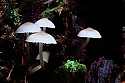 White Mycena Mushrooms\n\nPlants & Flowers