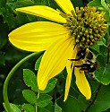 Flower Bee \n\nPlants & Flowers
