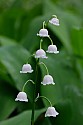 Lily of the Valley\n\nPlants & Flowers