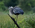 Great Blue Heron on Perch\n\nNovice
