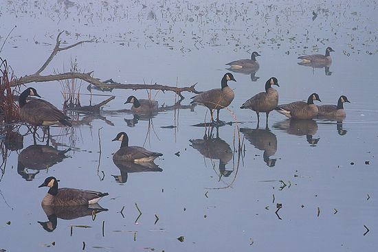 Geese Reflecting\n\nNovice