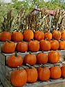 The Pumpkins are Ready\n\nNovice