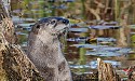River Otter\n\nAnimals & Insects\n\nFirst Place