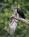 Osprey\n\nAnimals & Insects\n\nThird Place