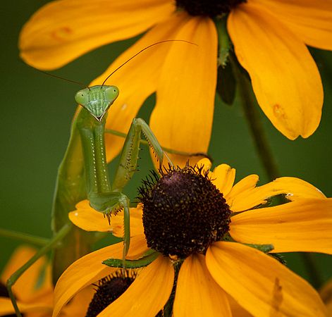 Mantis\n\nAnimals & Insects\n\nHonorable Mention