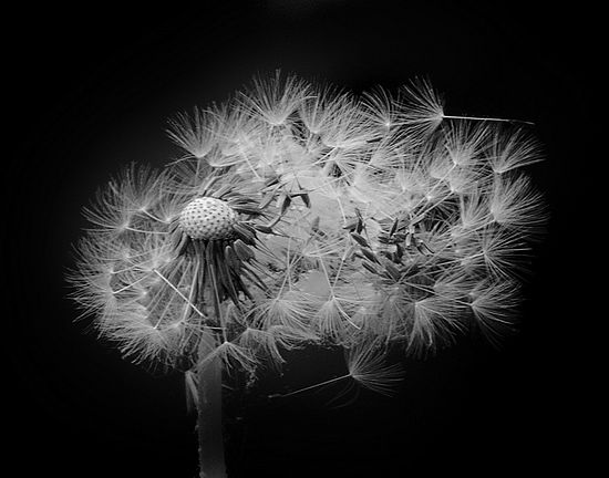 Dandelion\n\nBlack and White or Monochrome\n\nHonorable Mention